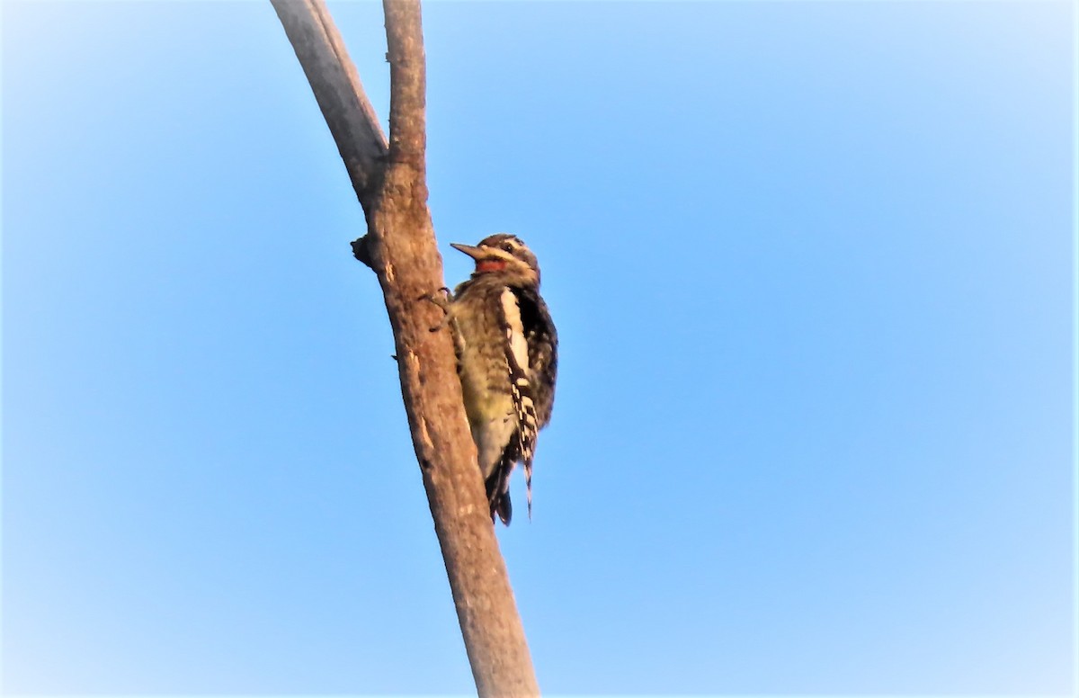 Yellow-bellied Sapsucker - ML498169931