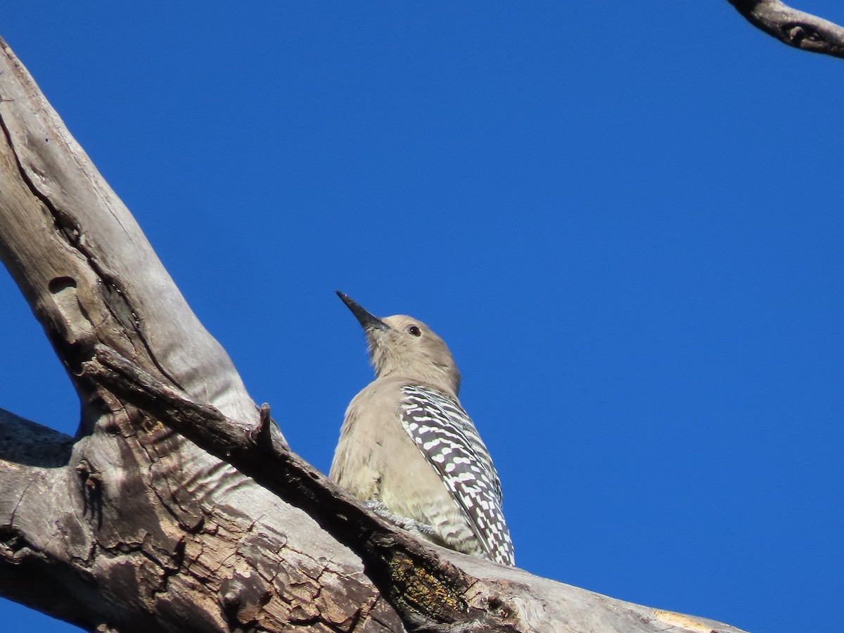 Gila Woodpecker - ML498170201