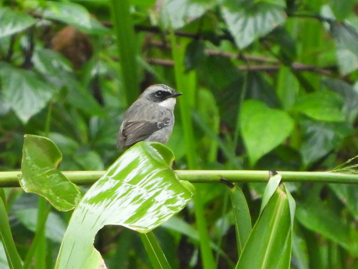 Gray Bushchat - ML498170951