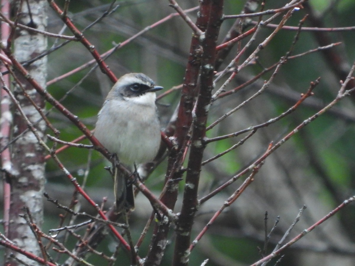 Gray Bushchat - ML498170961