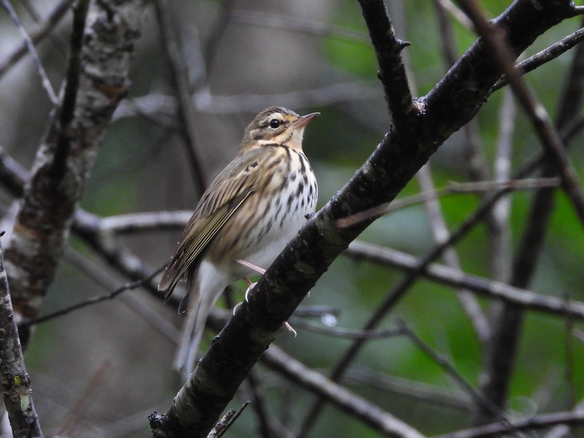 Olive-backed Pipit - ML498171031
