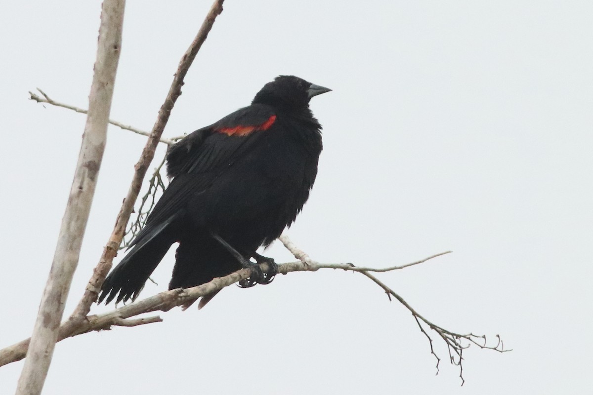 Red-winged Blackbird (Mexican Bicolored) - ML498171141