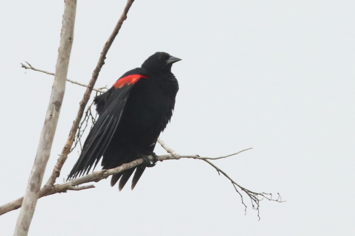 Red-winged Blackbird (Mexican Bicolored) - ML498171151