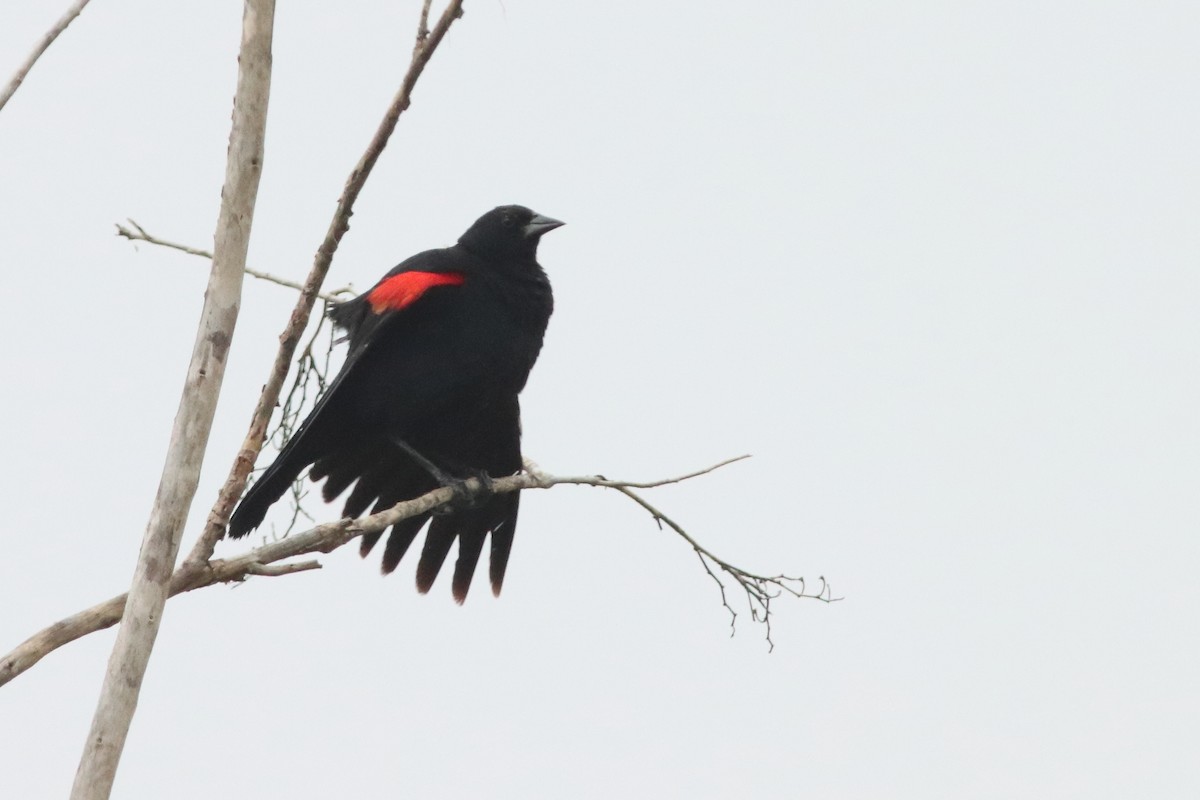 Red-winged Blackbird (Mexican Bicolored) - ML498171161