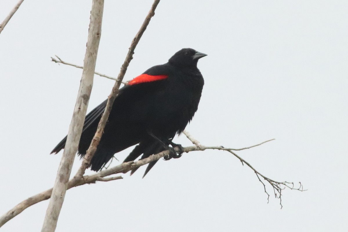 Red-winged Blackbird (Mexican Bicolored) - Mark L. Hoffman