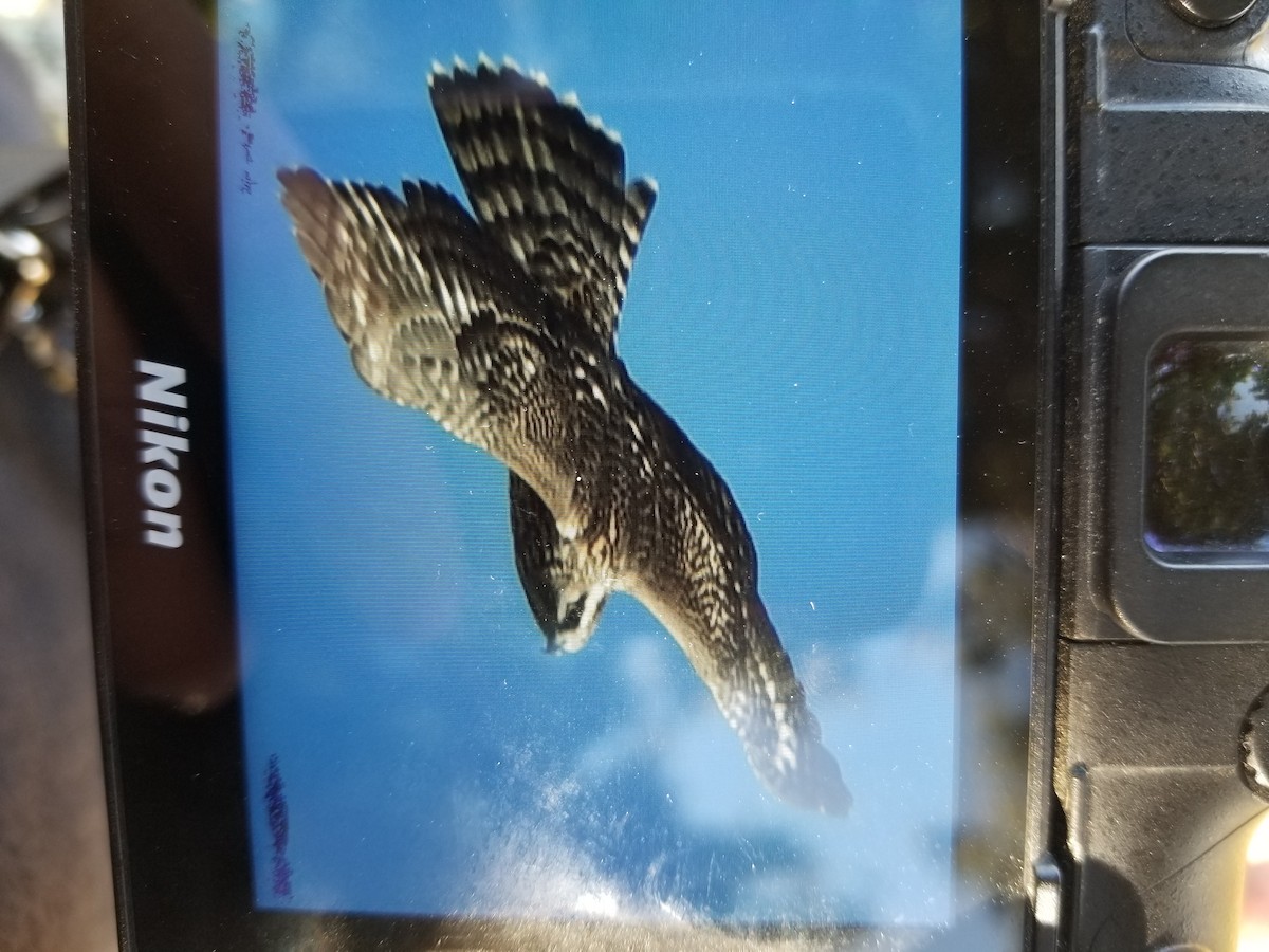 American Goshawk - Ari Weiss