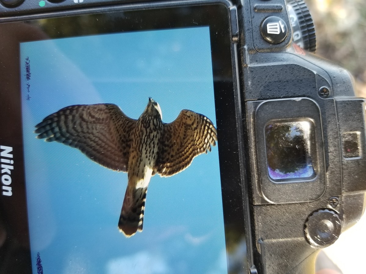 American Goshawk - ML498172701