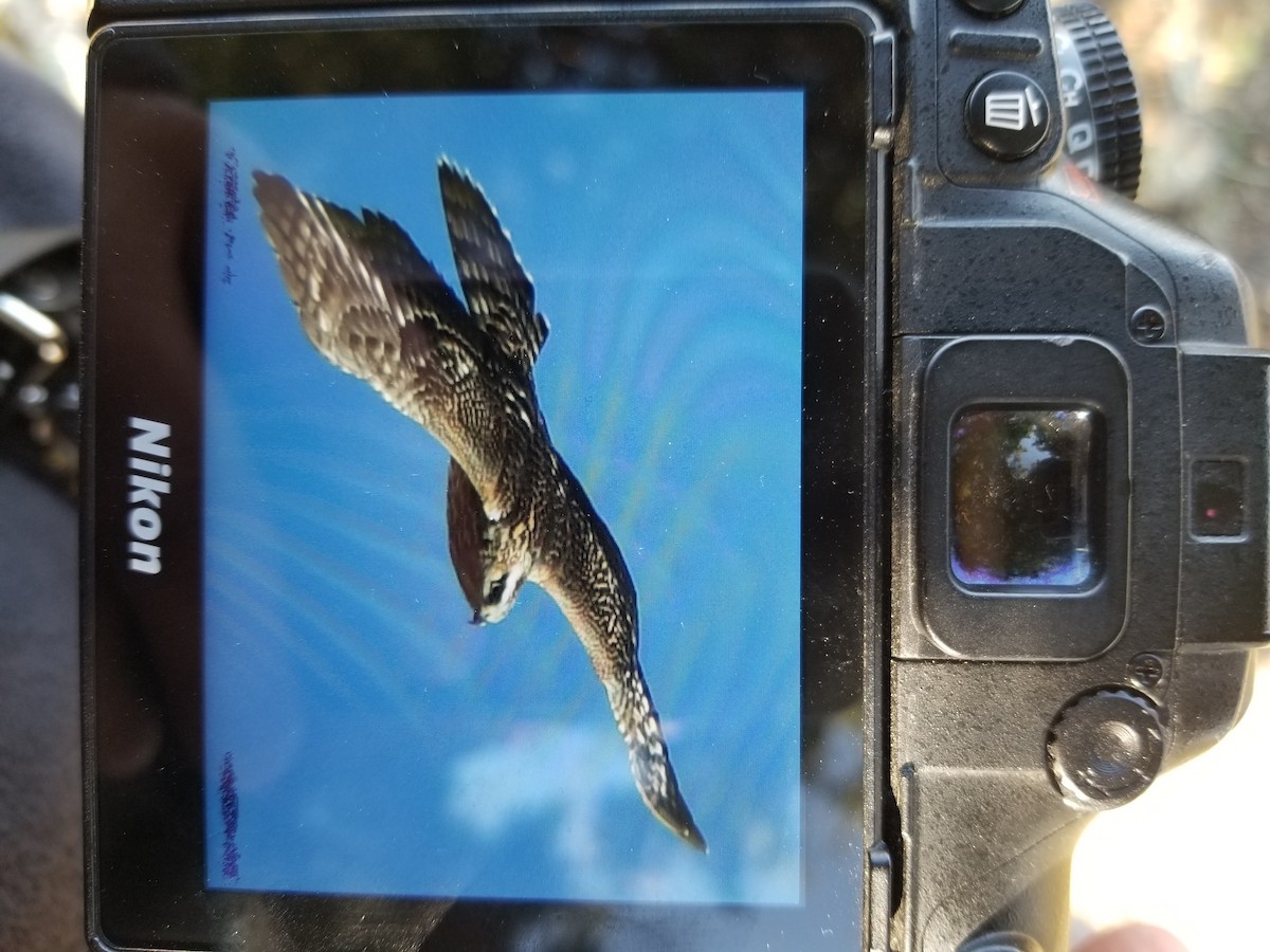 American Goshawk - ML498172711