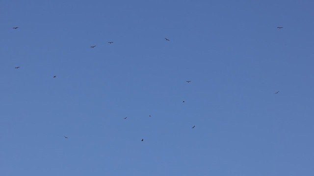 Turkey Vulture - ML498173501