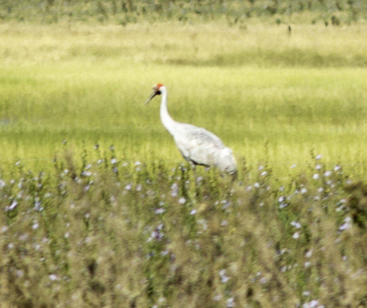 Brolga - ML49817441