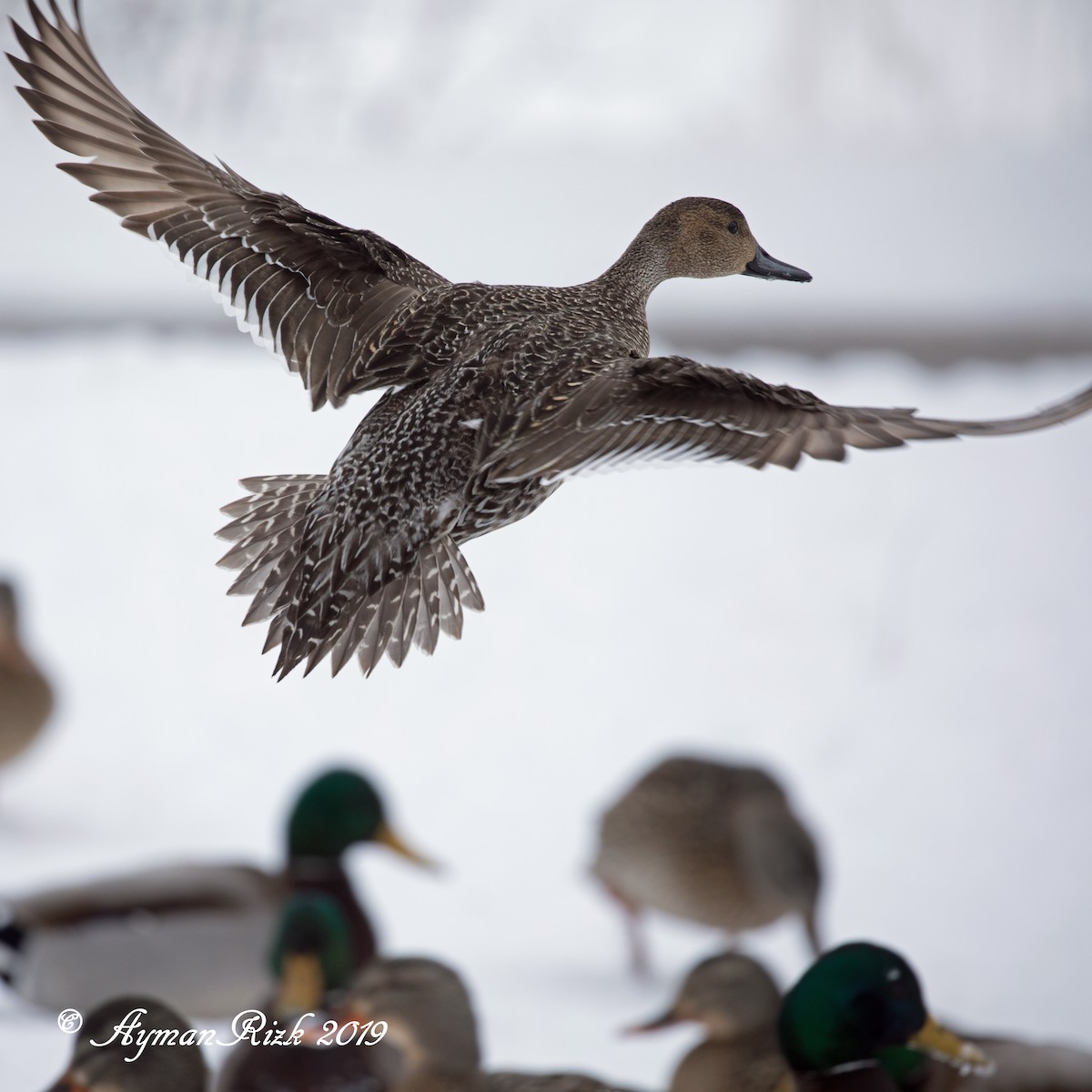 Northern Pintail - ML498174601