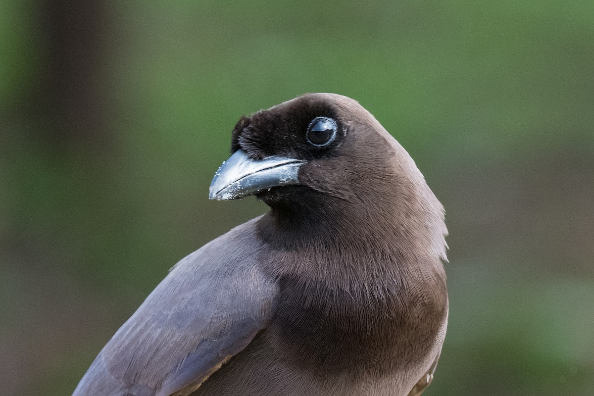 Purplish Jay - ML498175441