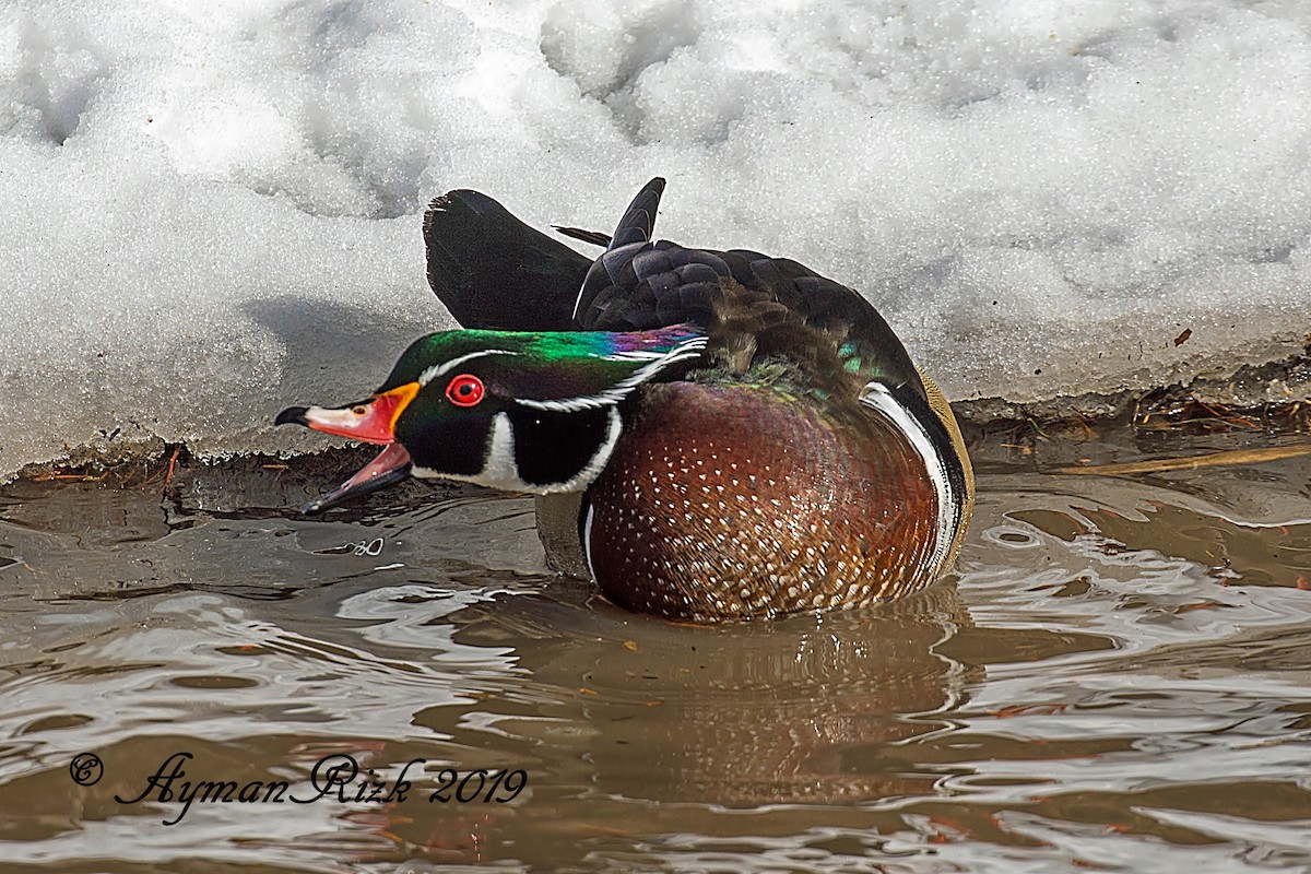 Wood Duck - ML498176181
