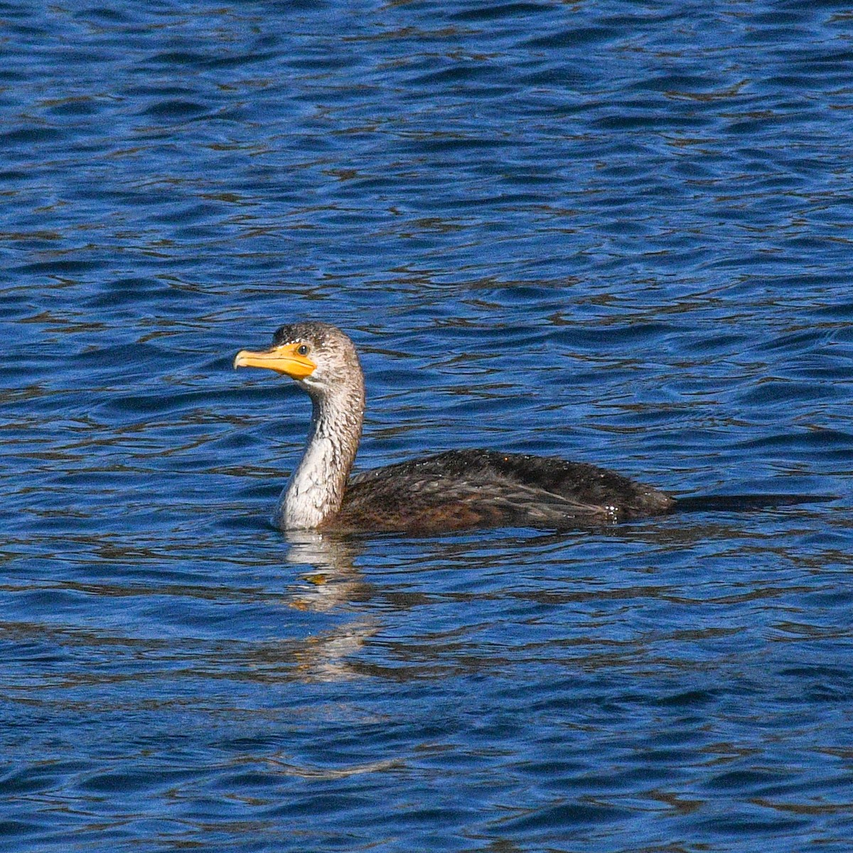 Double-crested Cormorant - ML498176341