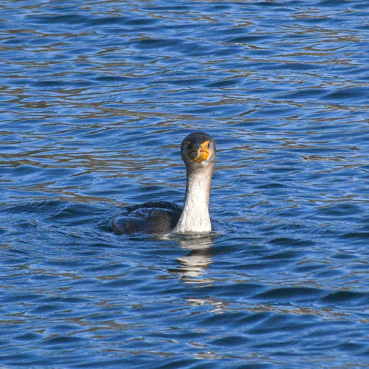 Double-crested Cormorant - ML498176351