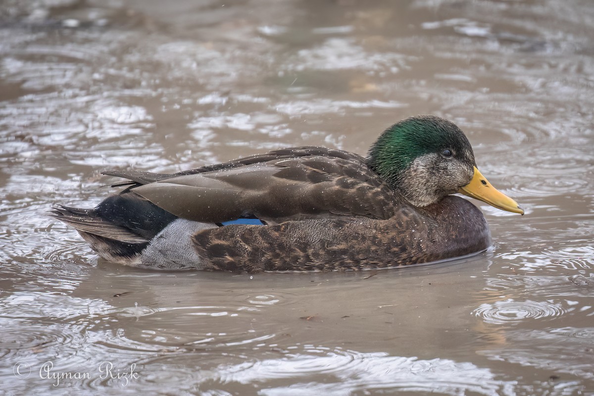Mallard x American Black Duck (hybrid) - ML498176861