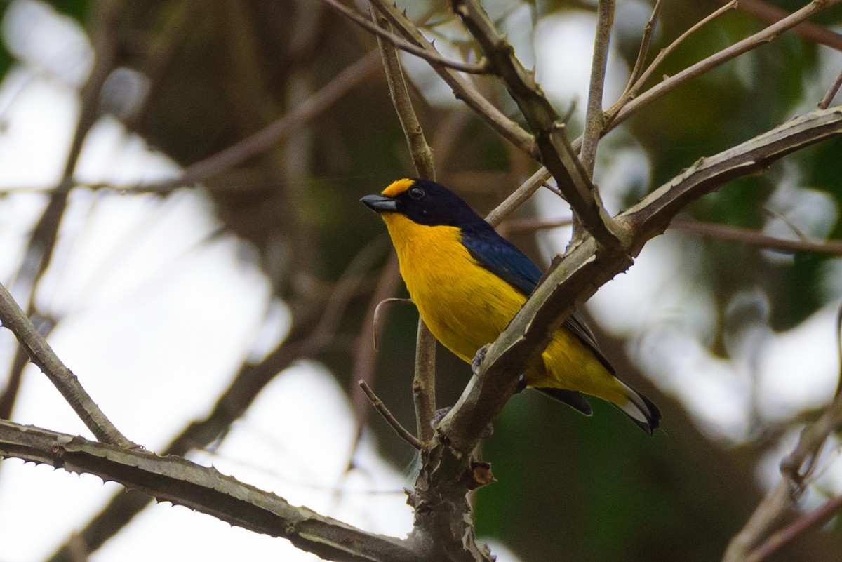 Violaceous Euphonia - ML498177251