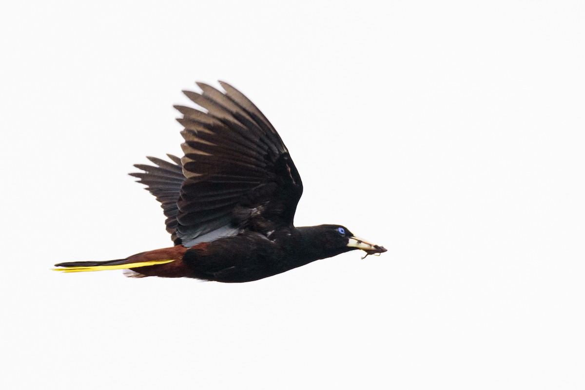 Crested Oropendola - ML498177371