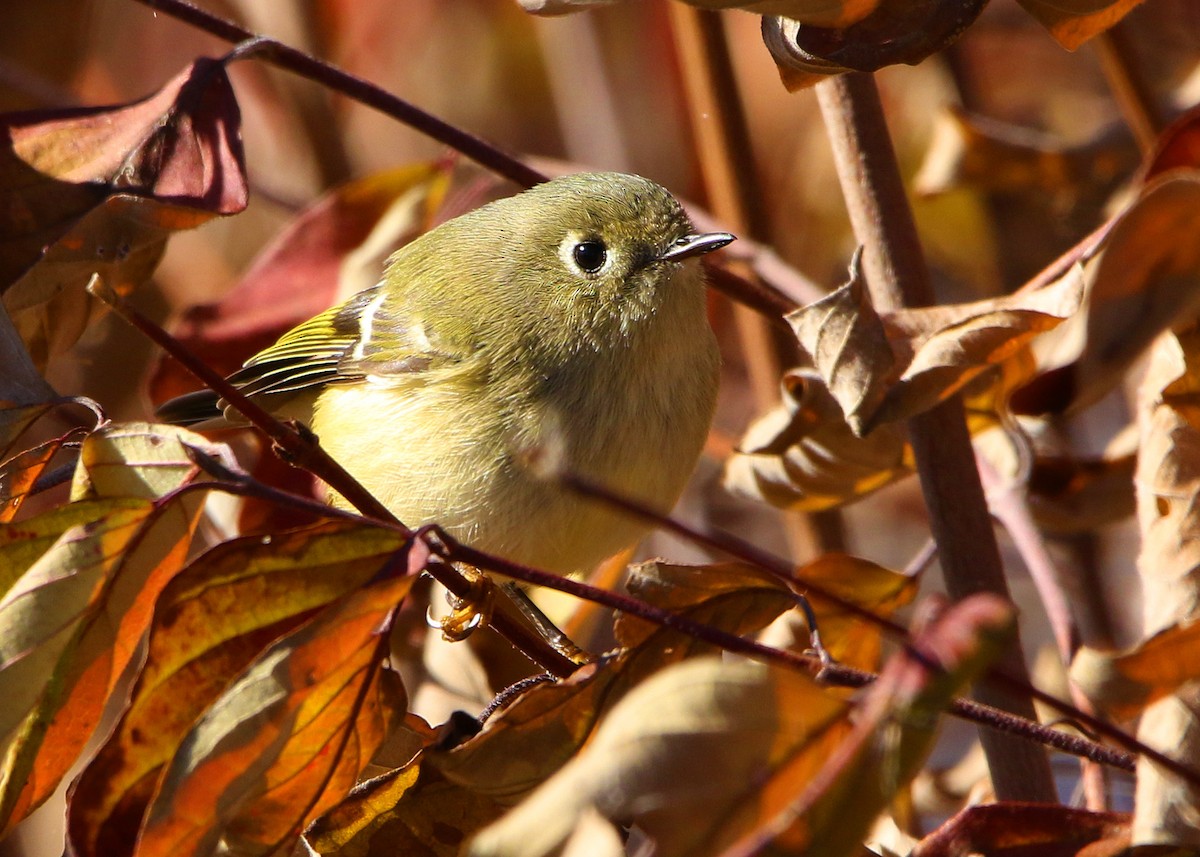 Ruby-crowned Kinglet - ML498177621