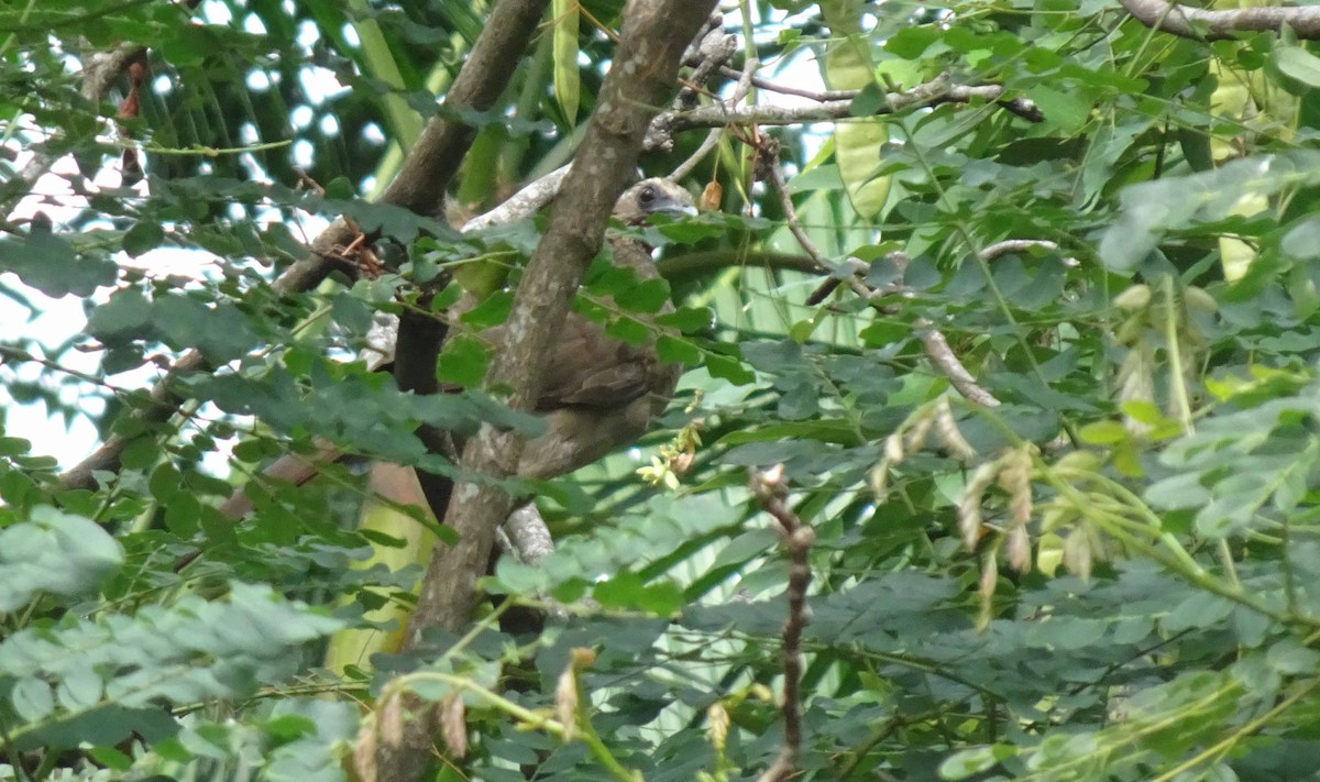 Chachalaca Cejuda - ML498178871