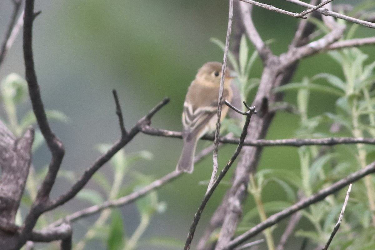 Buff-breasted Flycatcher - ML498180561