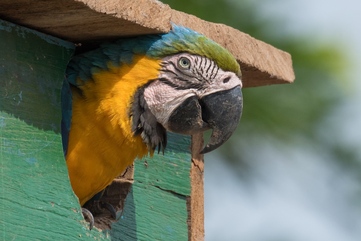 Blue-and-yellow Macaw - Emily Turteltaub Nelson