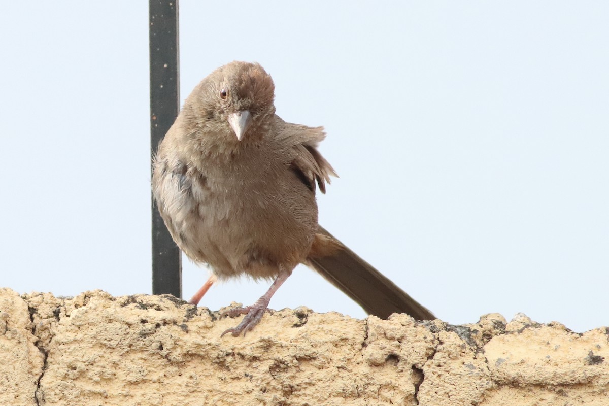 Canyon Towhee - Mark L. Hoffman