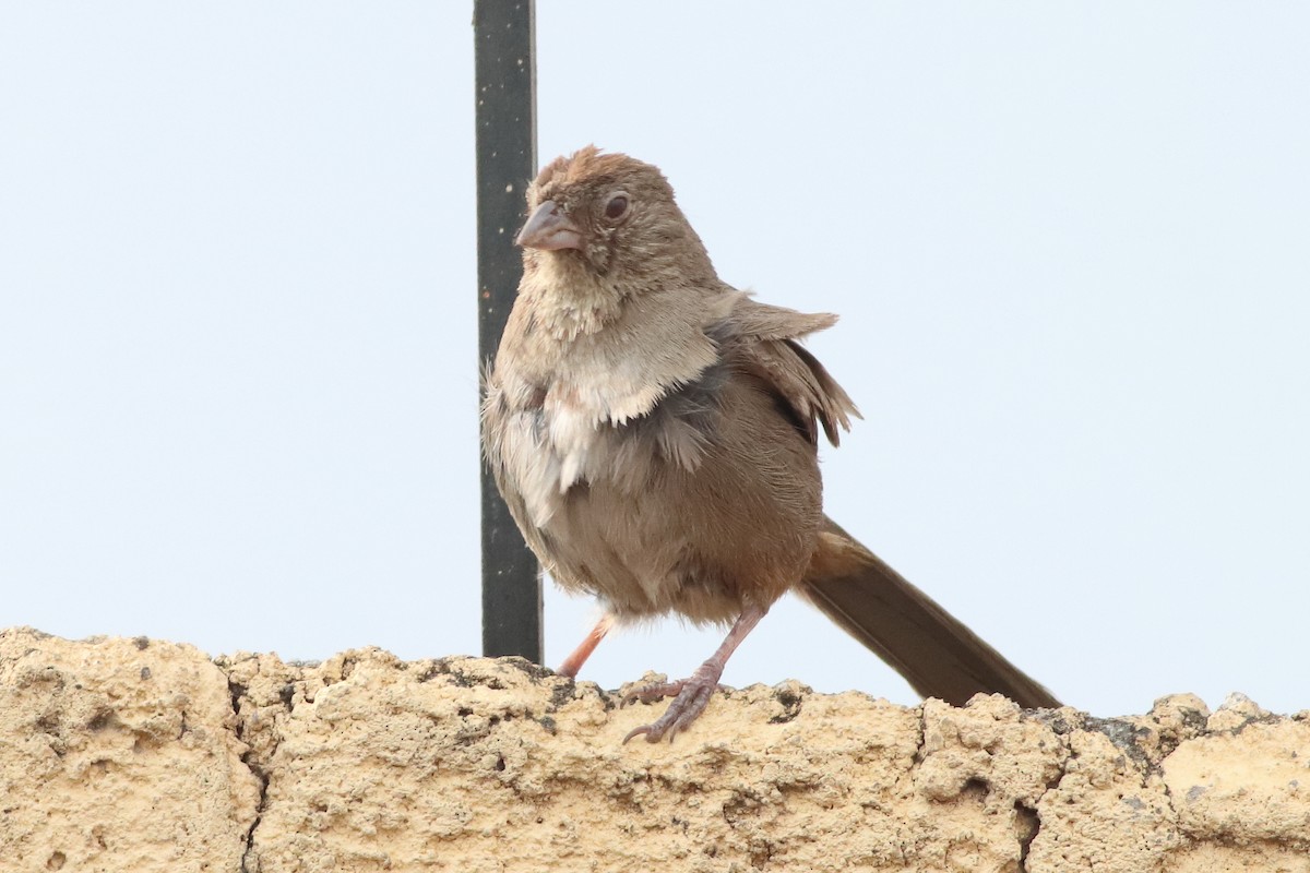 Canyon Towhee - Mark L. Hoffman