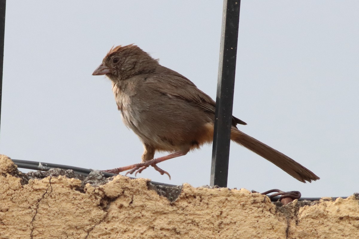 Canyon Towhee - Mark L. Hoffman