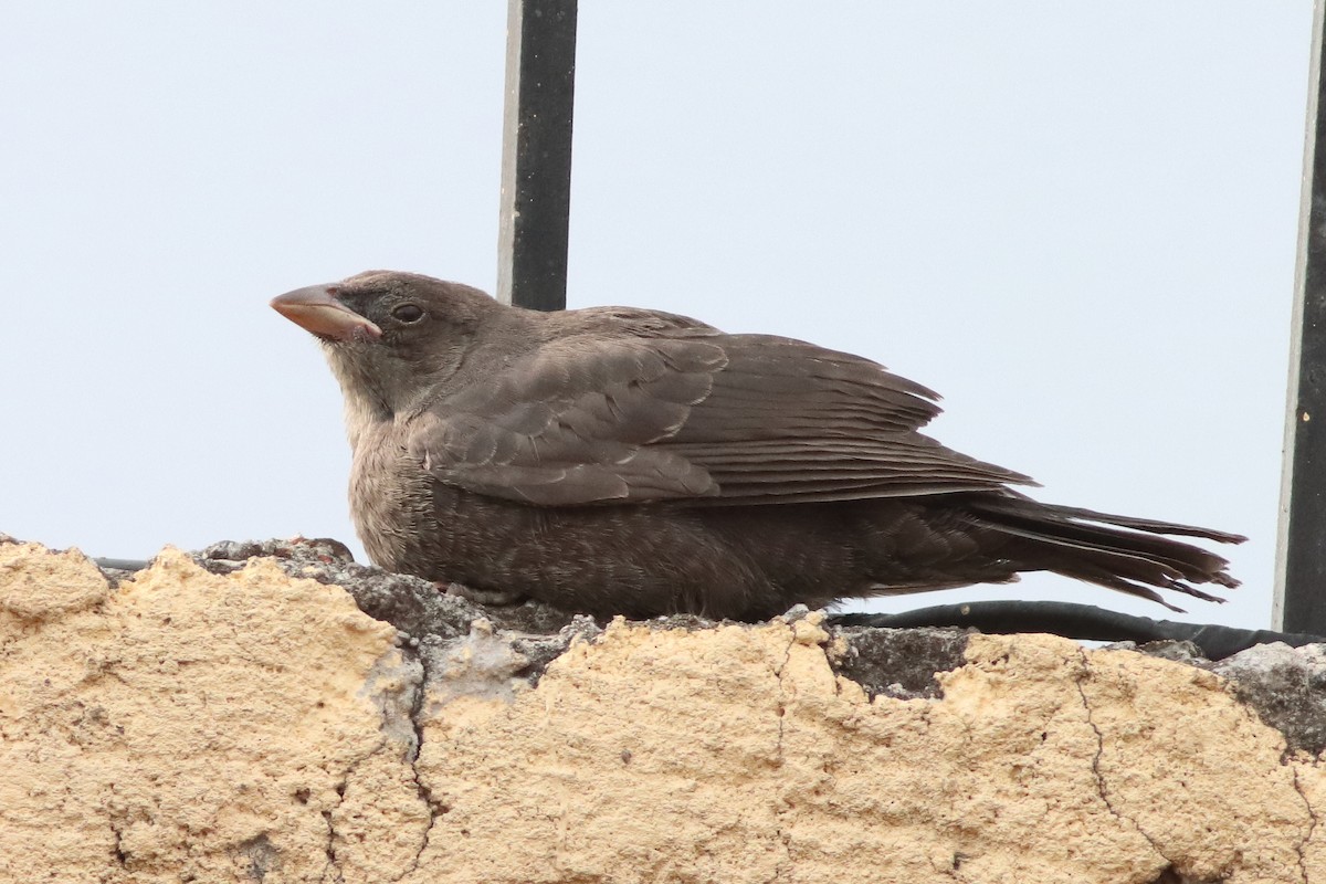 Bronzed Cowbird - Mark L. Hoffman