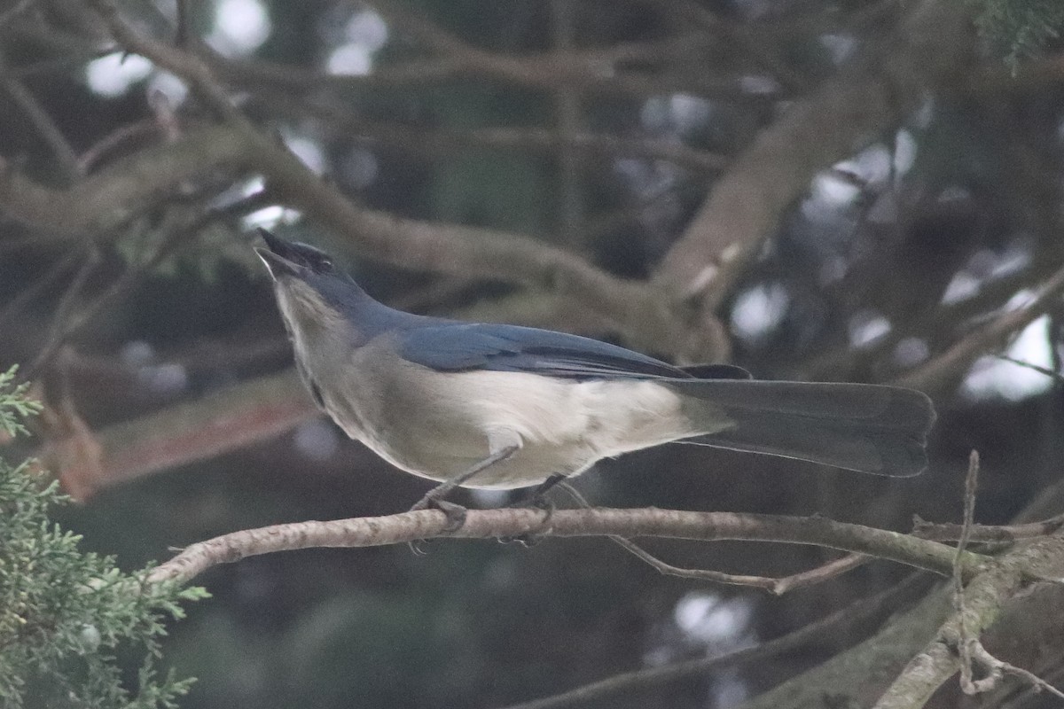 Transvolcanic Jay - Mark L. Hoffman