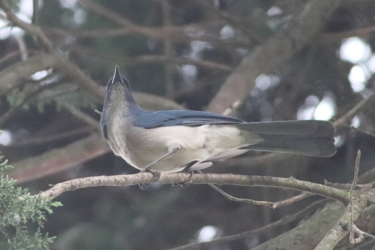 Transvolcanic Jay - Mark L. Hoffman