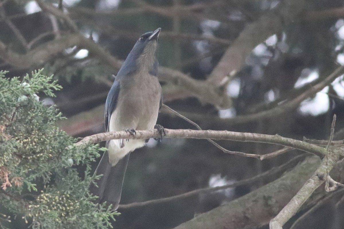 Transvolcanic Jay - Mark L. Hoffman