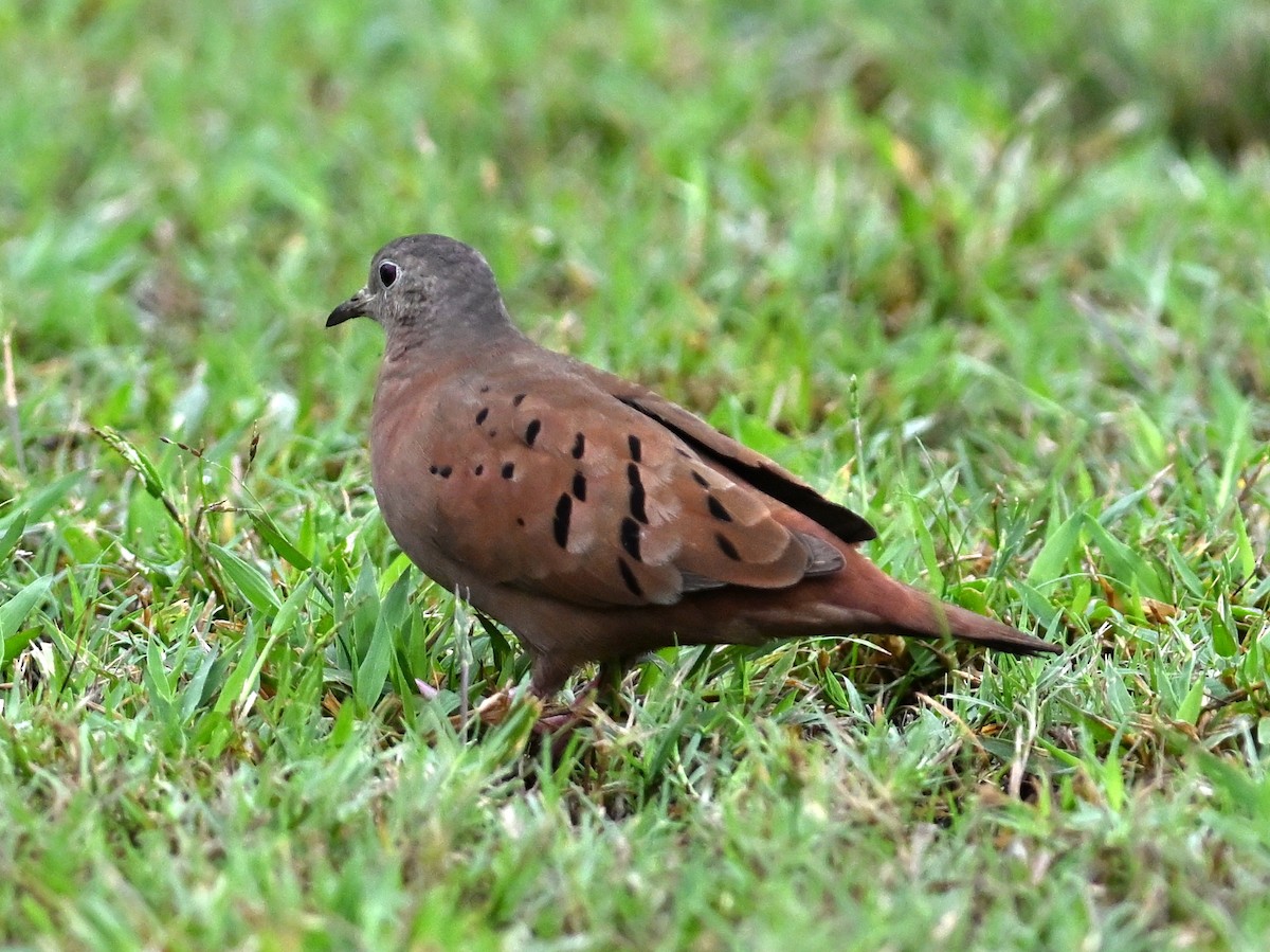 Ruddy Ground Dove - ML498181931