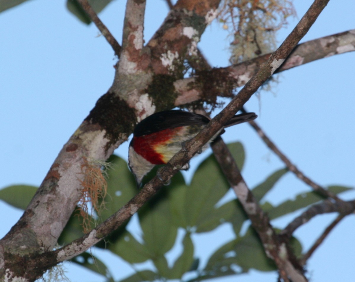 Sira Barbet - ML498182131