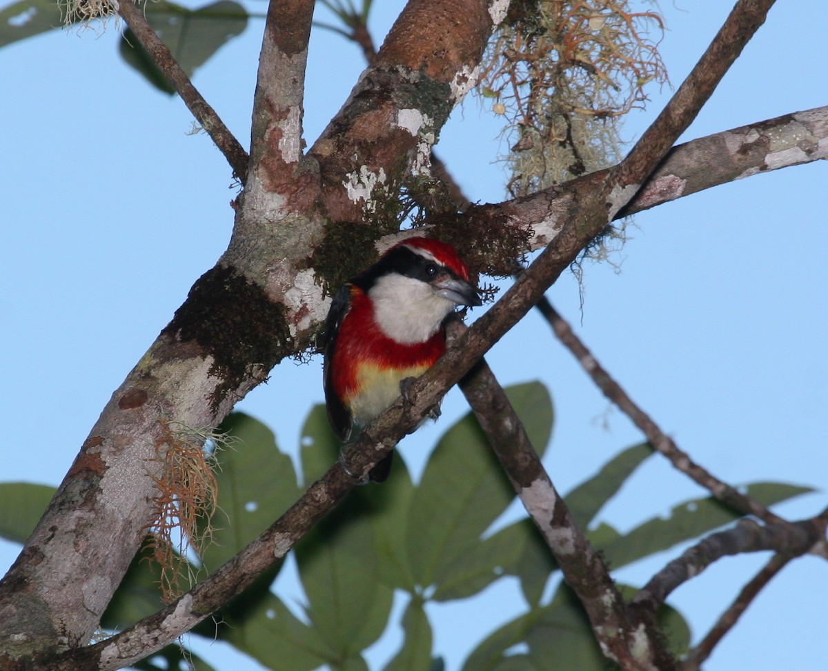 Sira Barbet - Michael Harvey