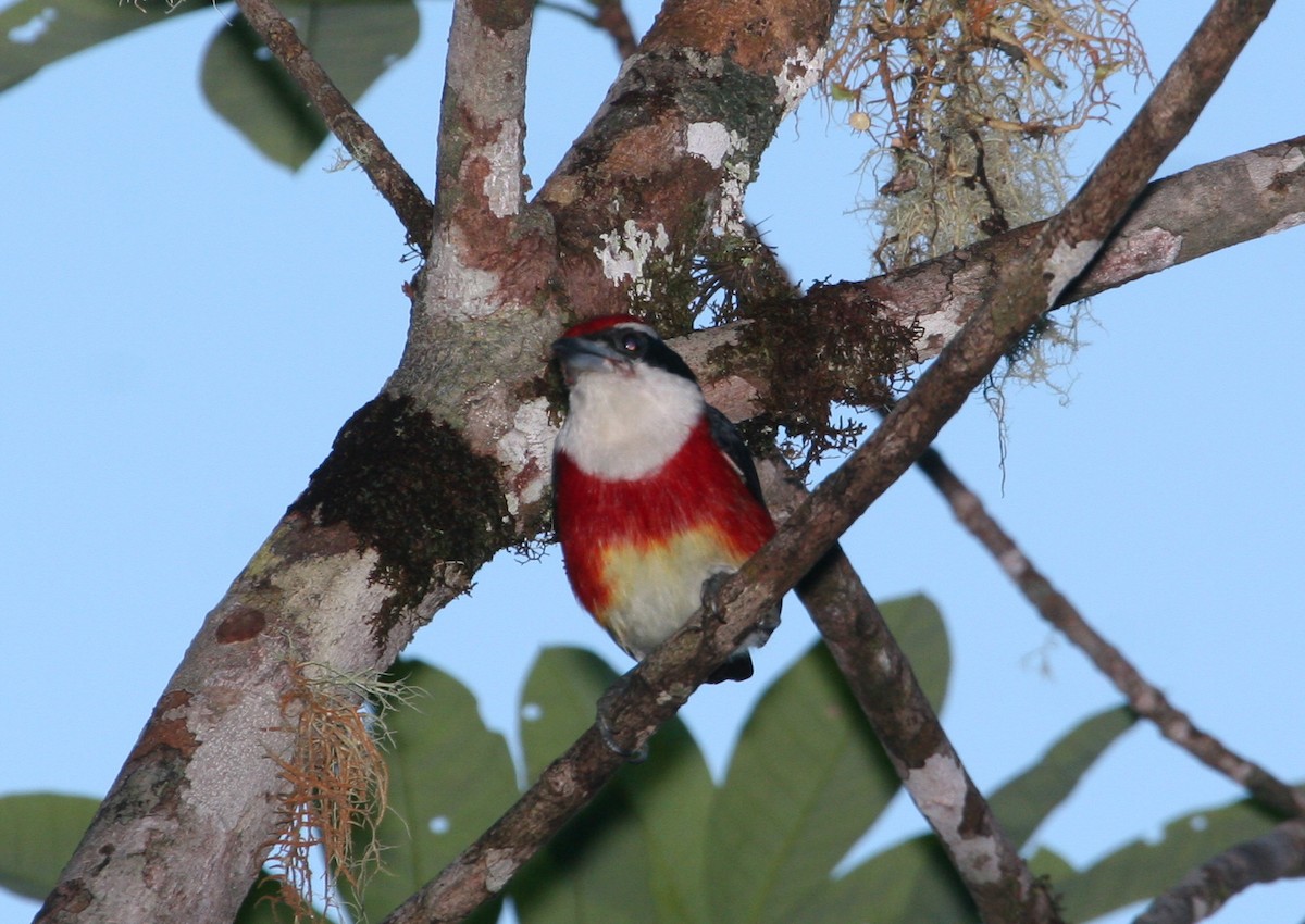 Sira Barbet - Michael Harvey