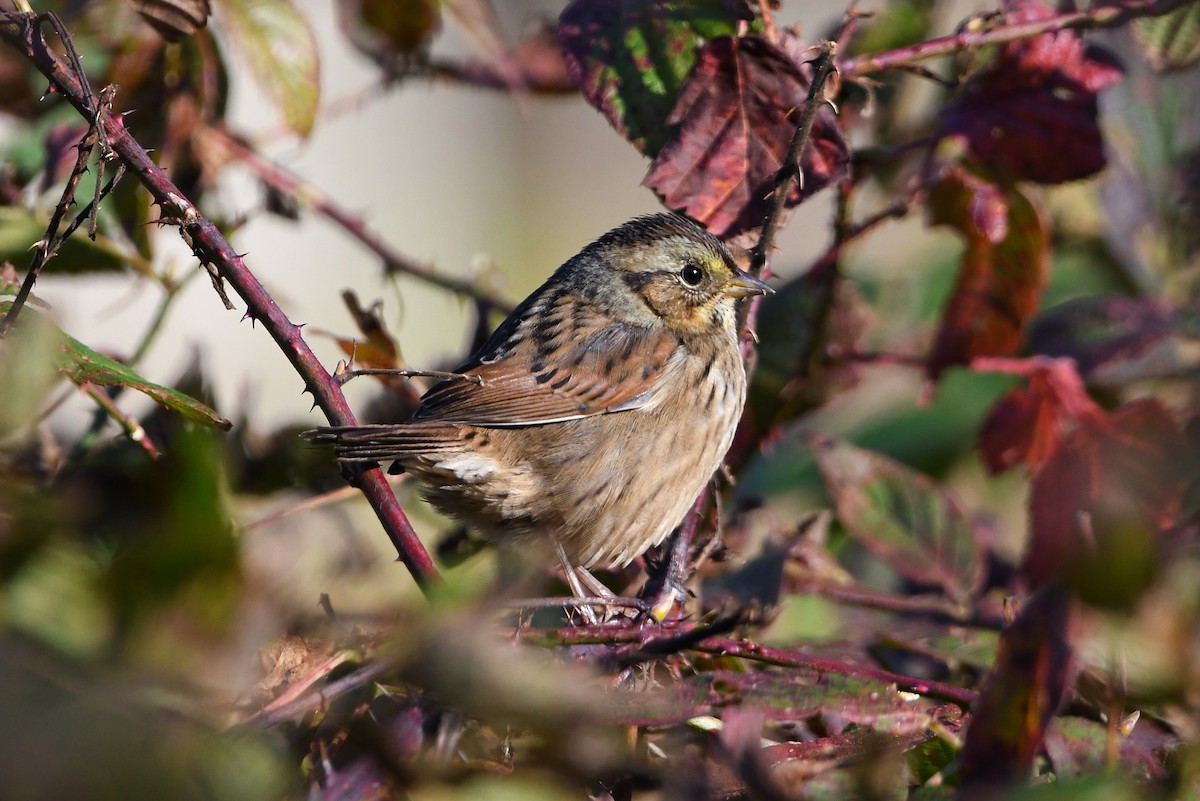 Swamp Sparrow - ML498183021