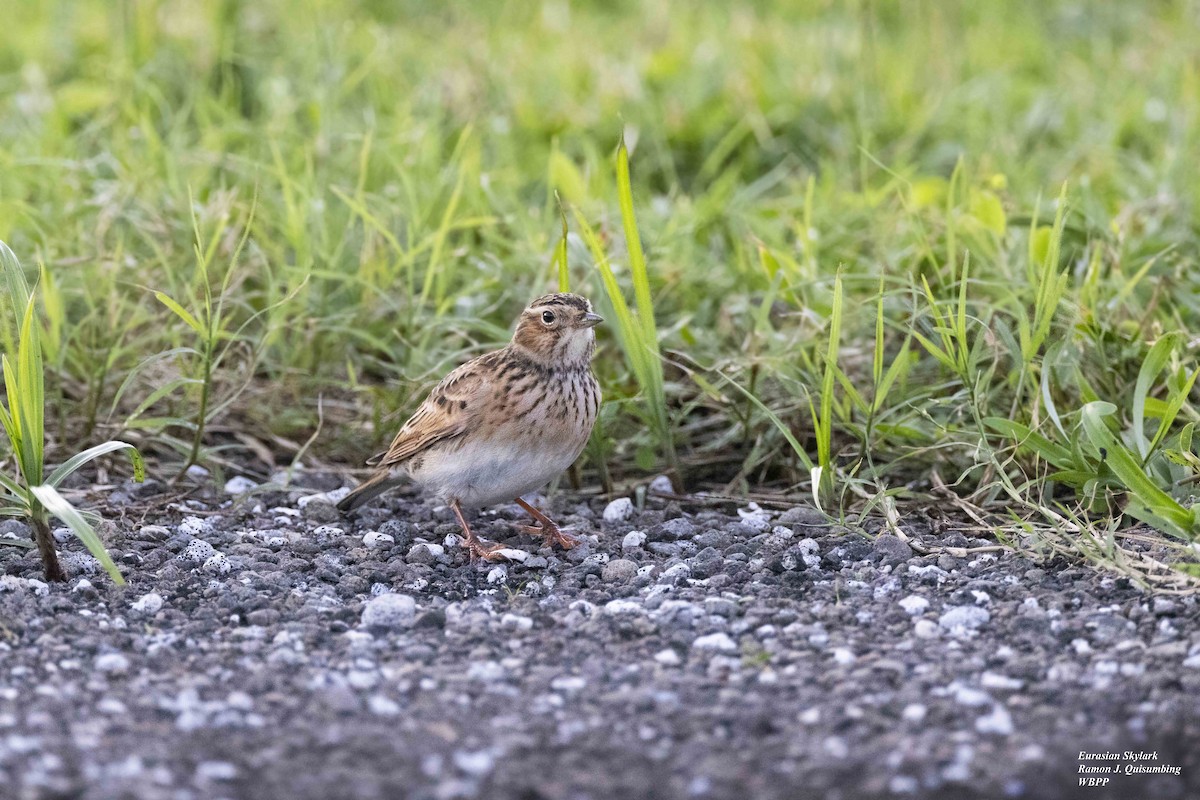 Eurasian Skylark (Far Eastern) - ML498183251