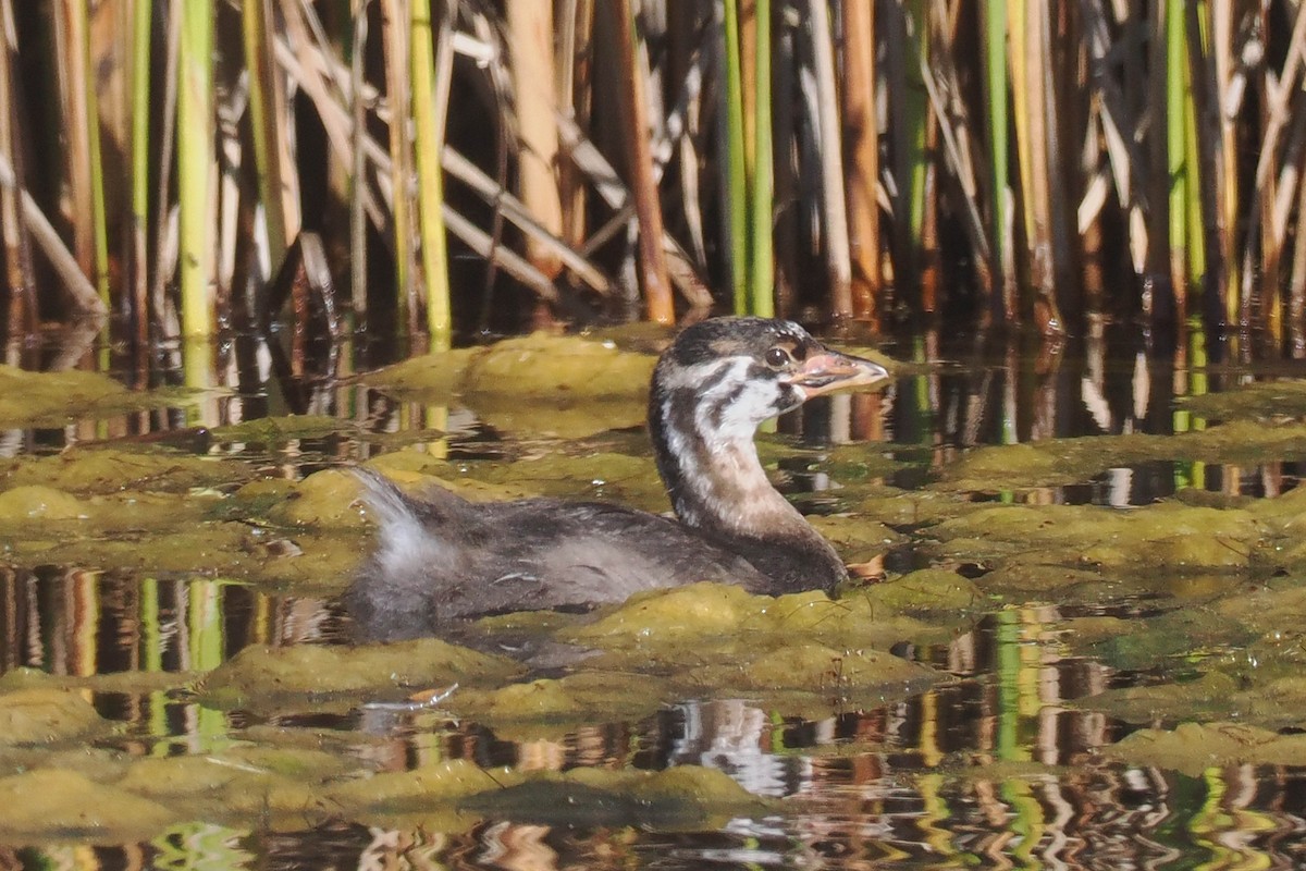 Pied-billed Grebe - Donna Pomeroy