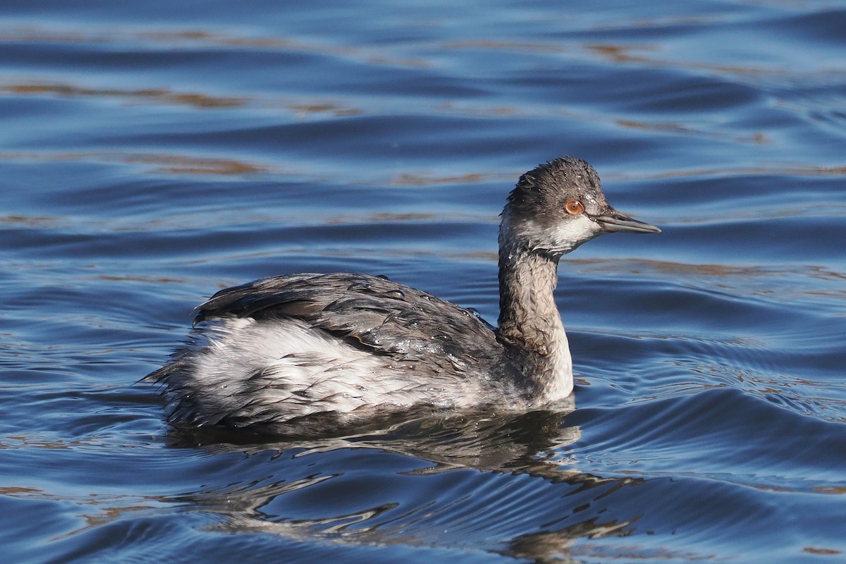 Eared Grebe - ML498183971