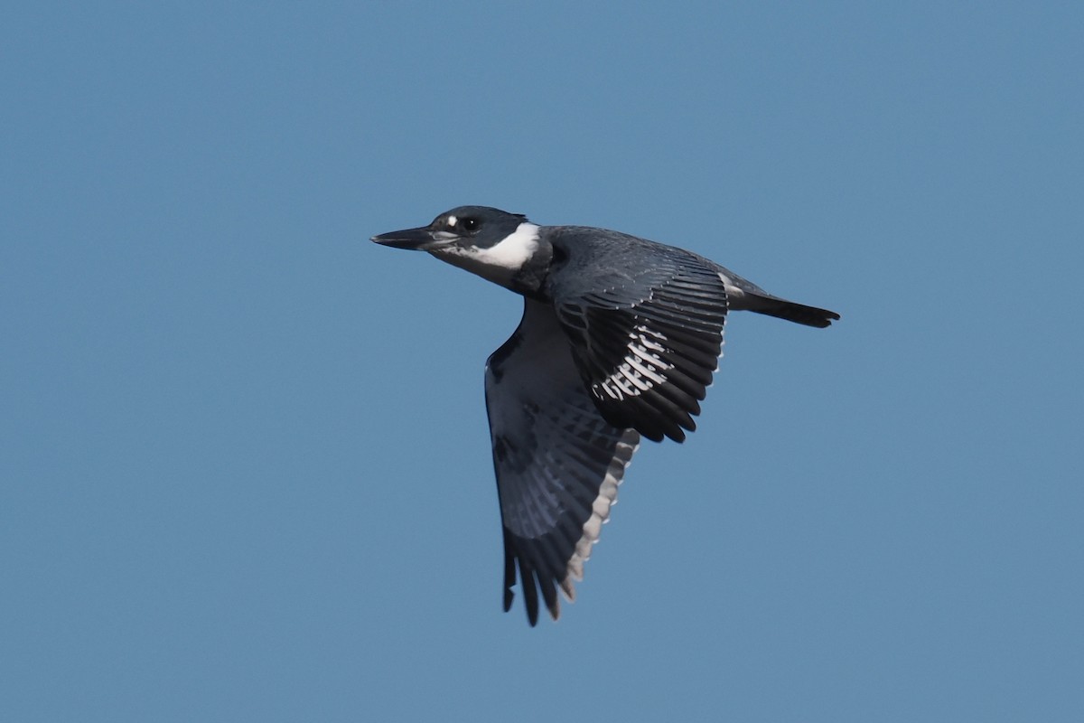 Belted Kingfisher - ML498184021