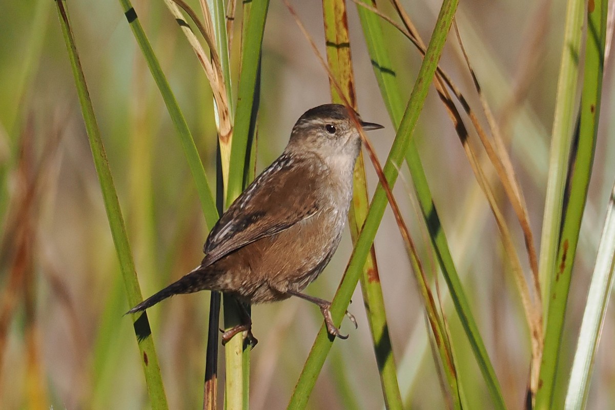 Marsh Wren - ML498184471