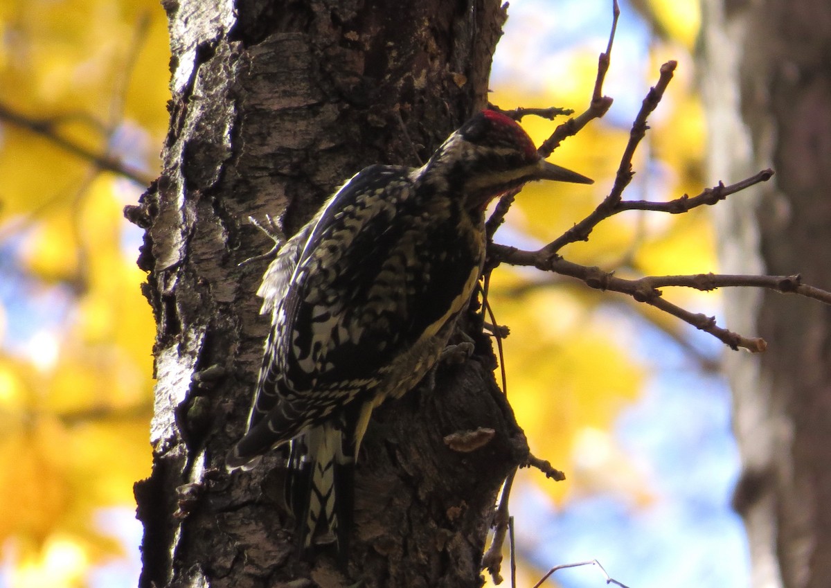 Yellow-bellied Sapsucker - ML498184511