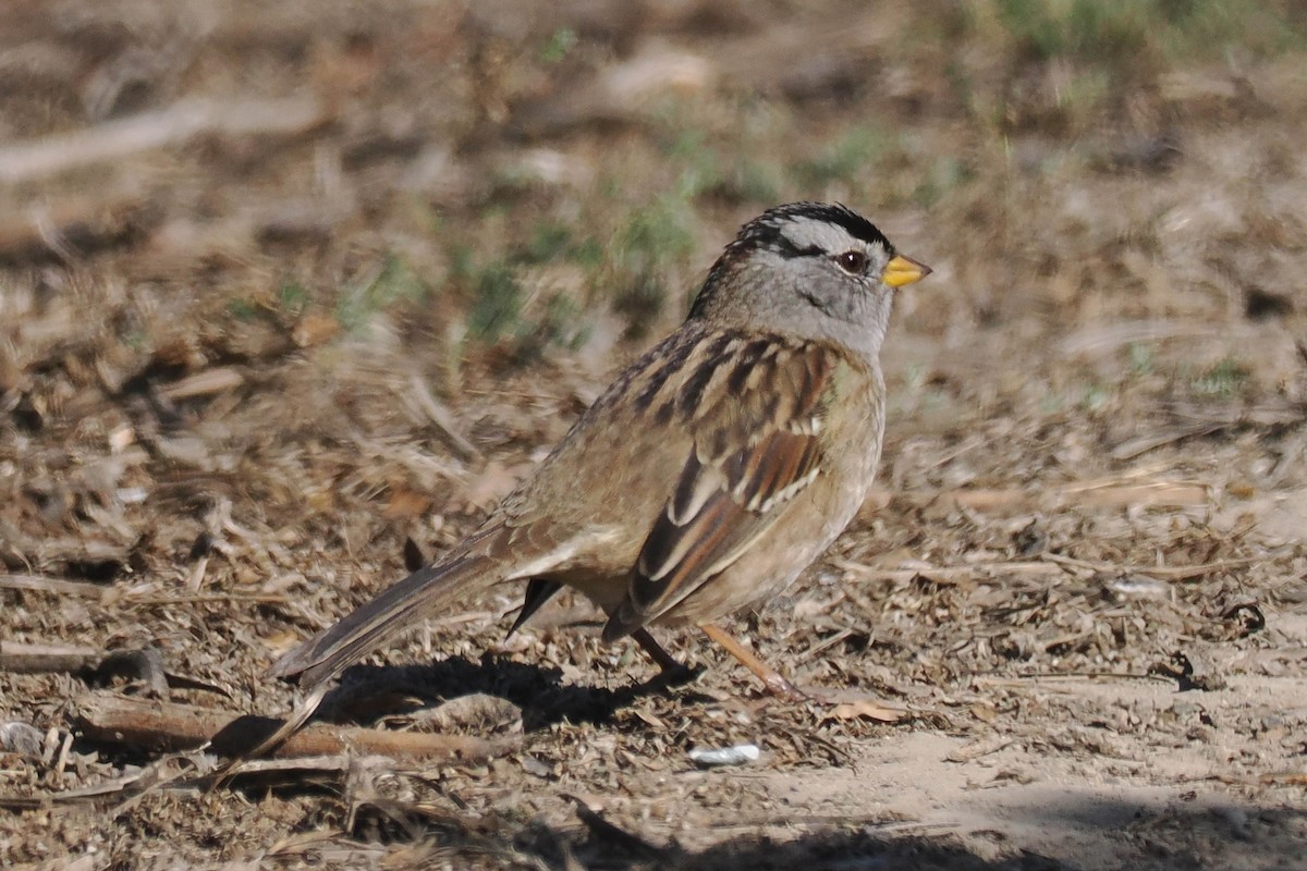 White-crowned Sparrow - Donna Pomeroy