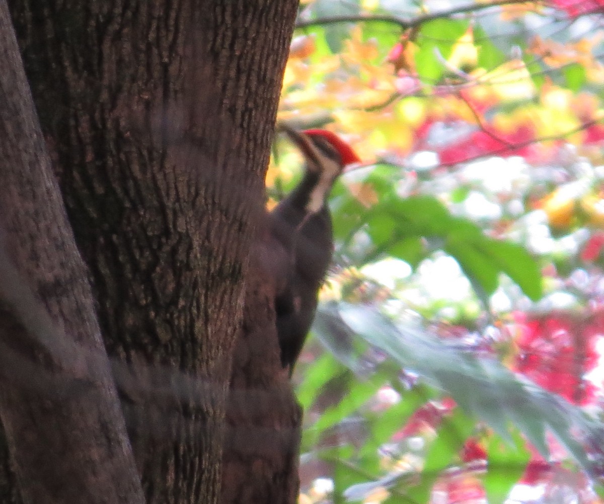 Pileated Woodpecker - ML498184871