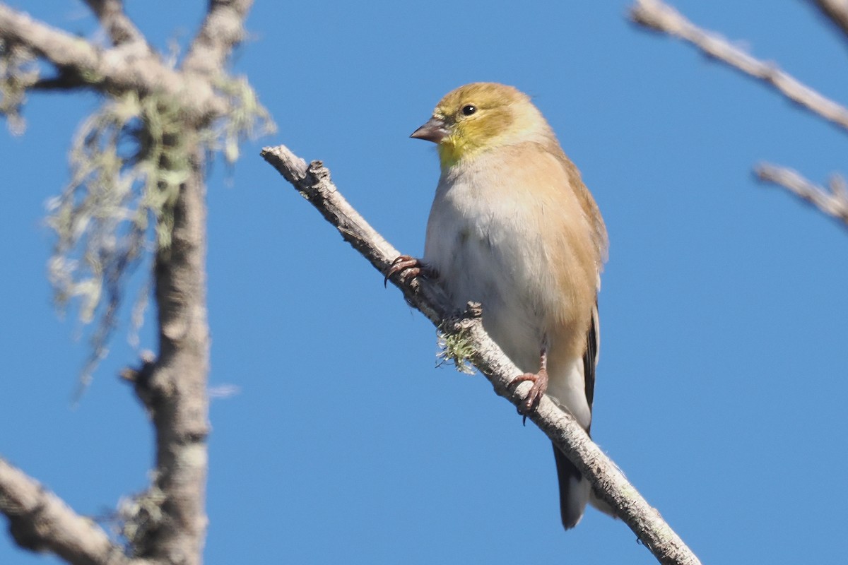 American Goldfinch - ML498185001