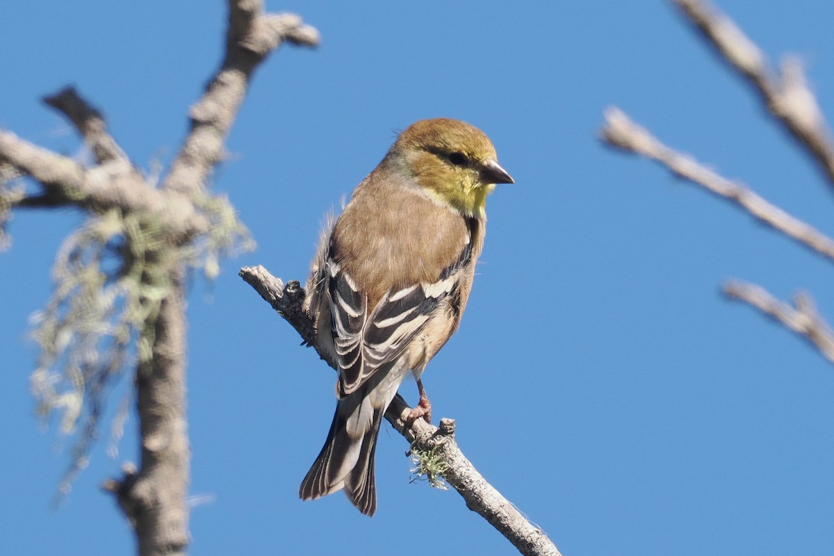 American Goldfinch - ML498185011