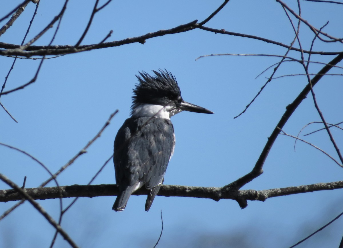 Belted Kingfisher - ML498185611