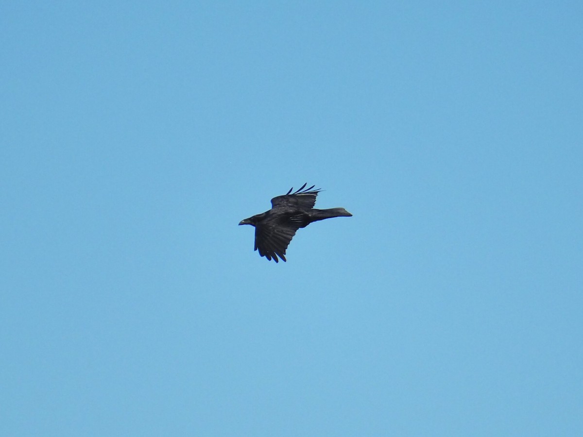 ravn - ML498185631